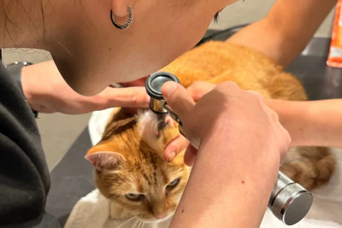 Examen otoscopique d'un chat présentant du cérumen noir causé par la gale des oreilles