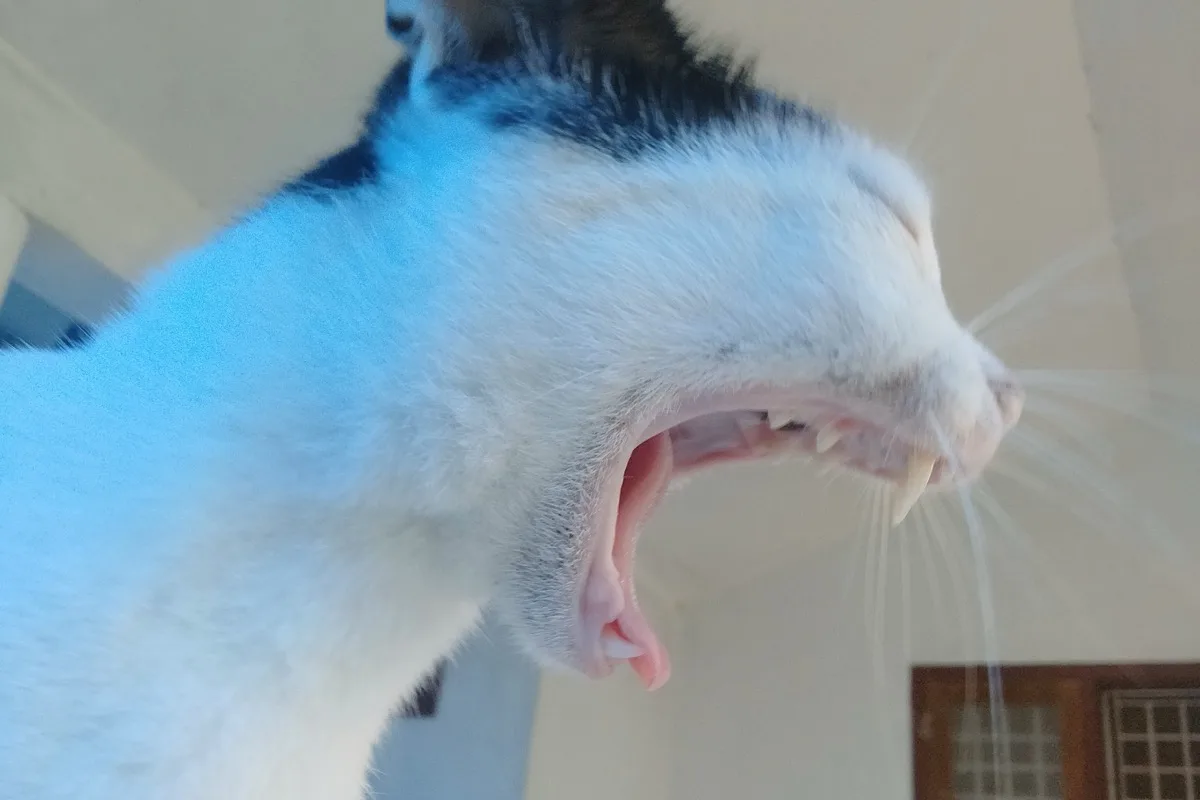 猫カリシウイルスによる口腔内潰瘍の獣医師による診察風景