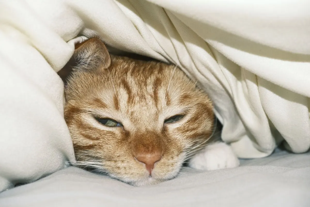 Gato naranja joven descansa con la cabeza bajo una manta blanca