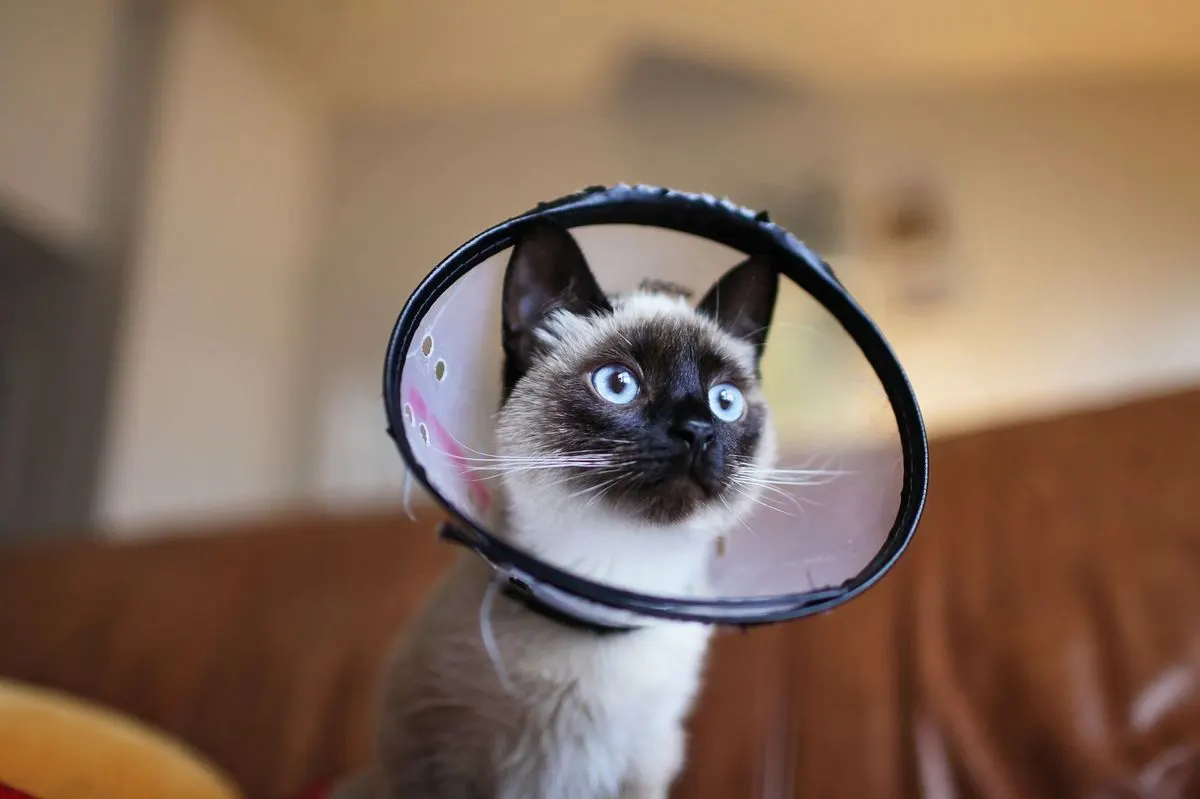 Jeune chat avec une collerette transparente se repose sur le canapé