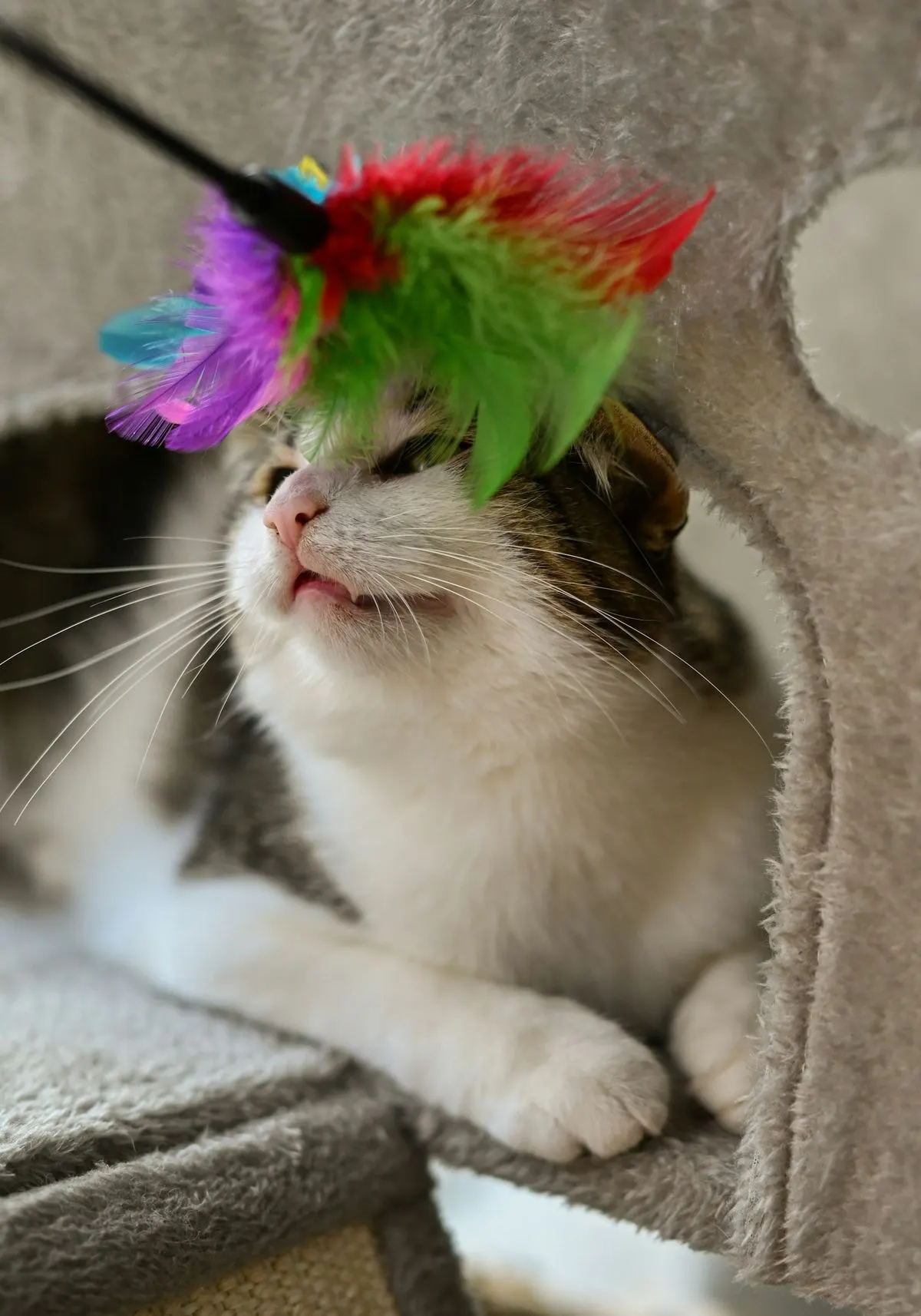 Chat tigré et blanc joue avec une canne à plumes colorées