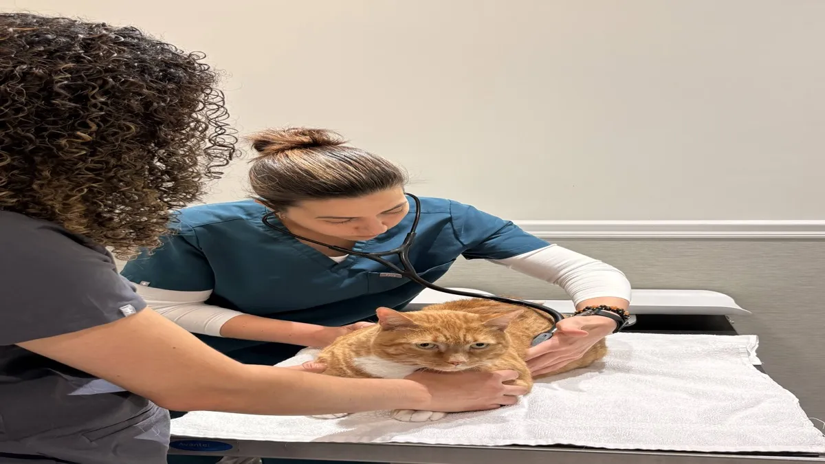 Tierärztliche Auskultation des Brustkorbs einer Katze mit einem Stethoskop zur Feststellung gedämpfter Herztöne