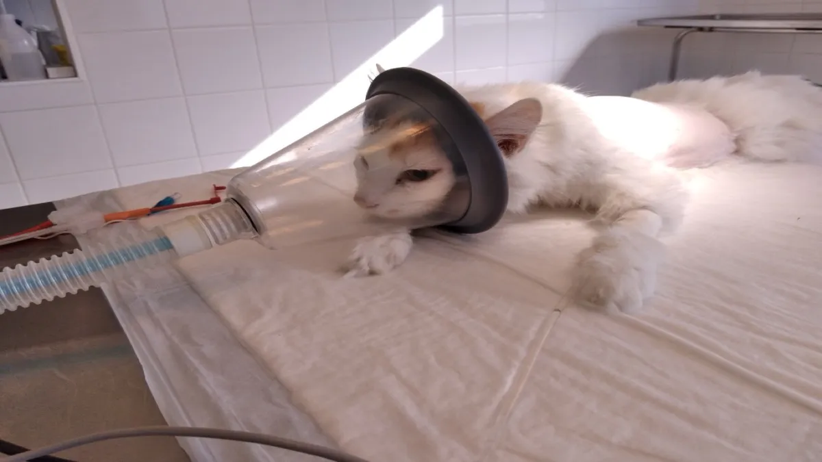 Gatto in clinica veterinaria ricoverato per insufficienza respiratoria mentre riceve ossigenoterapia