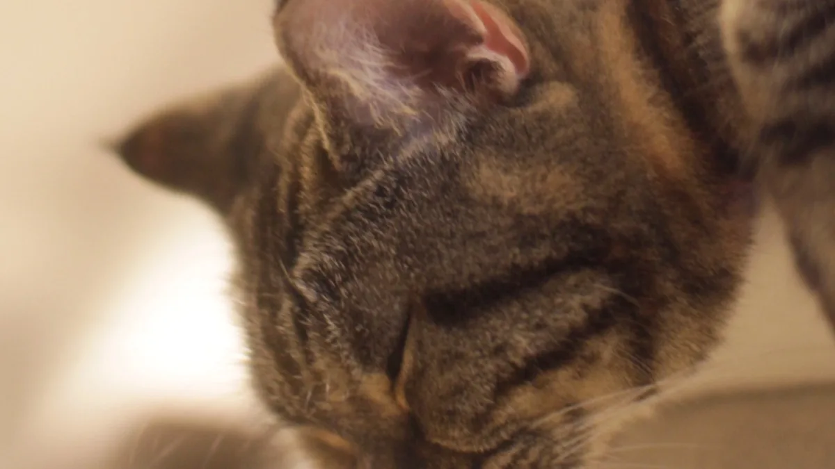 Retrato em primeiro plano de um gato American Shorthair com pelagem silver tabby prateada