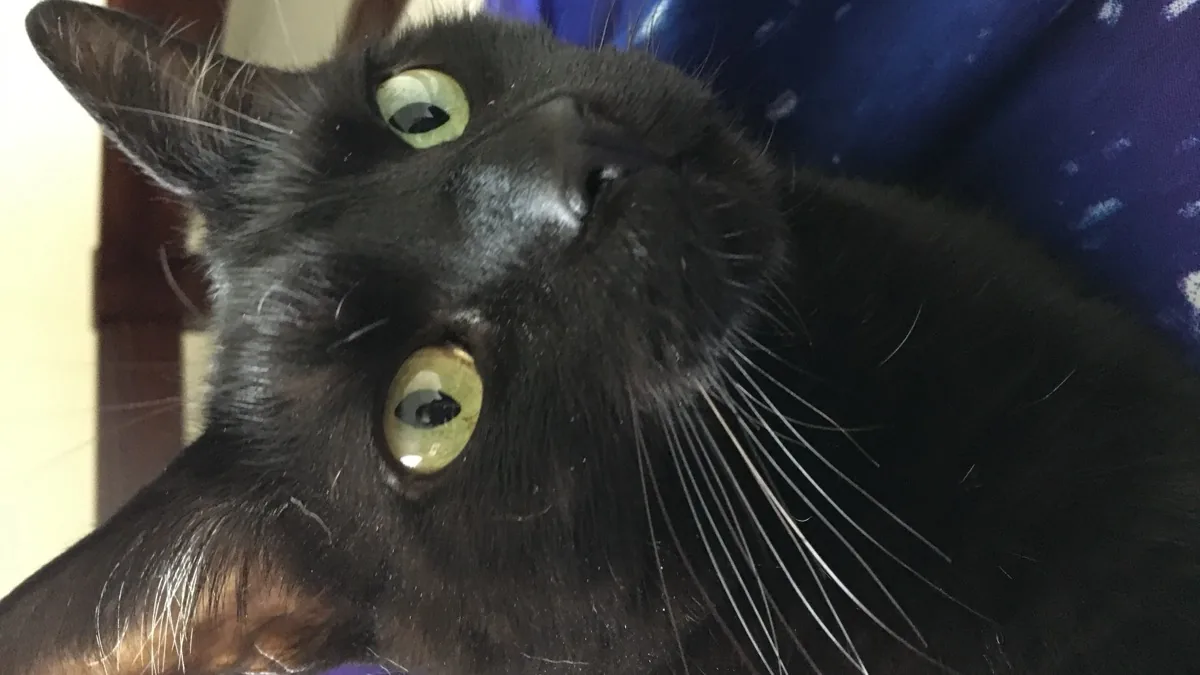 Close-up portrait of an adult Bombay cat showing gleaming jet-black fur and piercing copper eyes