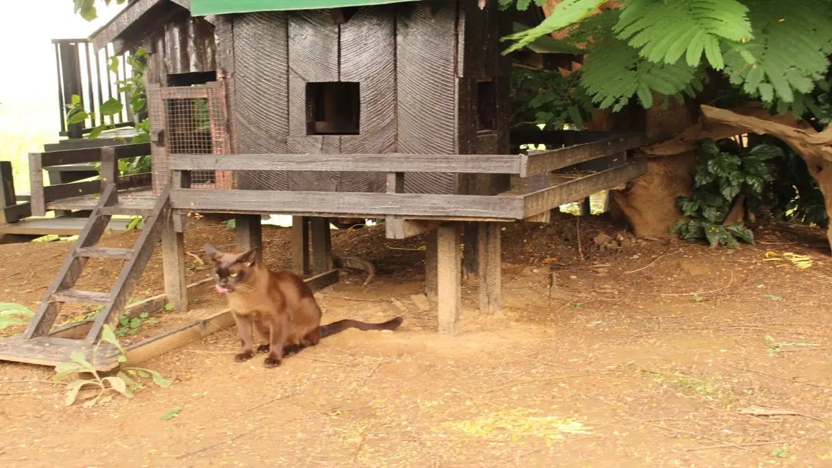 Adult sable Burmese cat with gleaming dark brown coat and expressive gold eyes