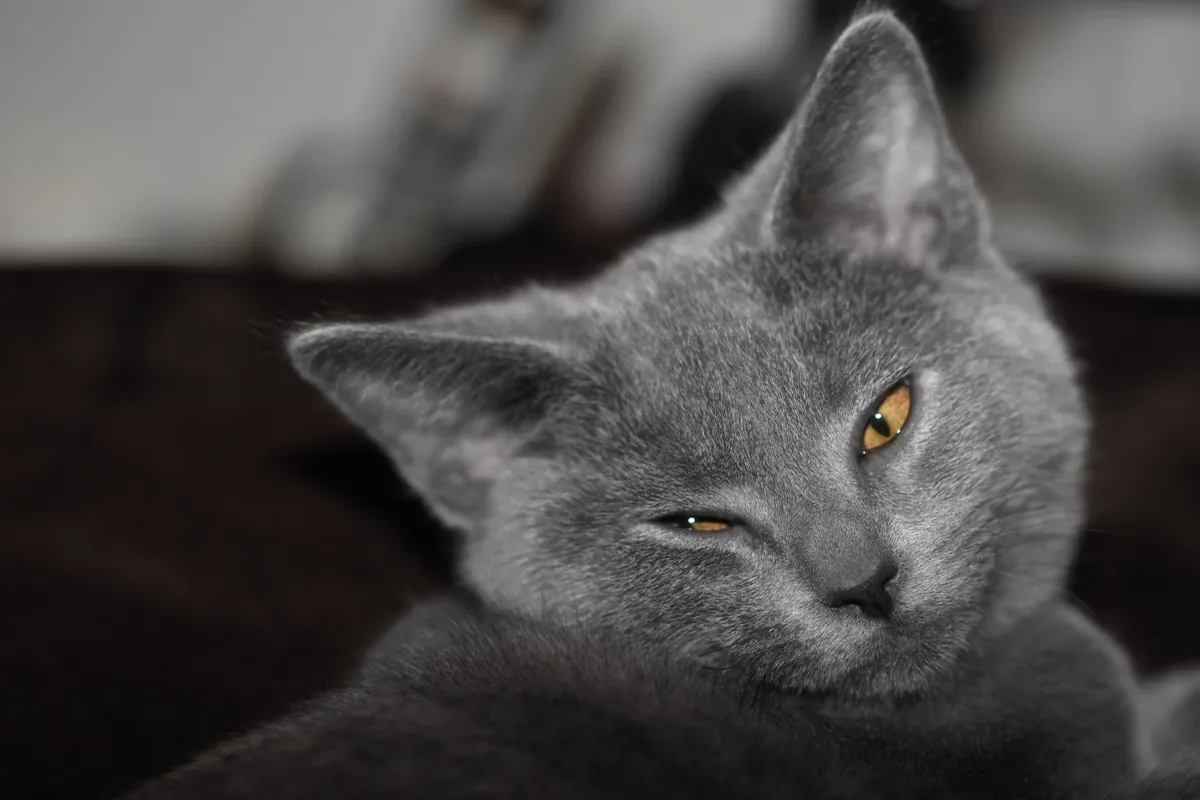 Gato Chartreux o Cartujo de pelaje azul pizarra y expresivos ojos cobre ámbar