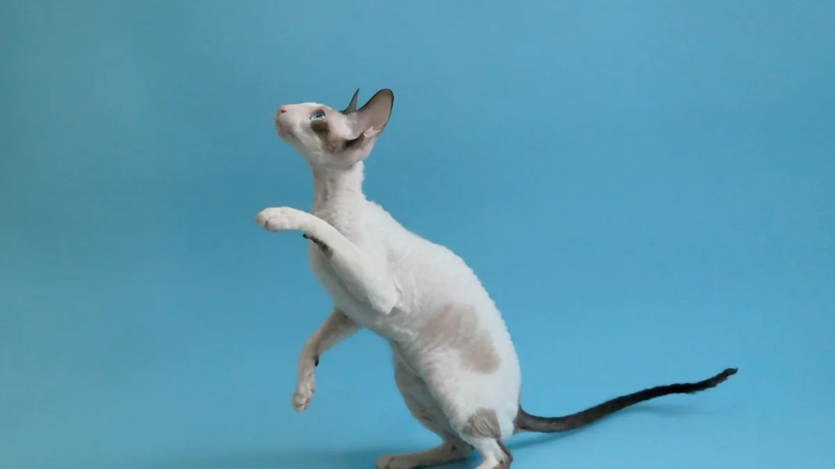 Chat Cornish Rex de profil mettant en valeur son dos voussé, sa fourrure ondulée et ses grandes oreilles