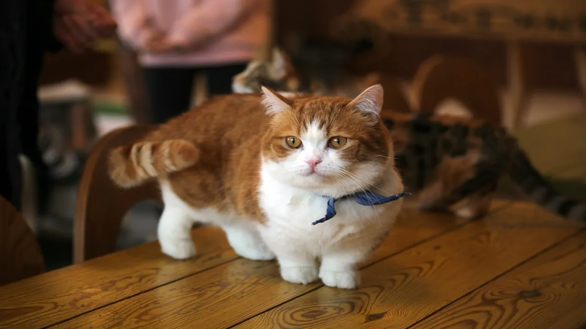 リビングの絨毯の上で後ろ足で直立しミーアキャット立ちポーズをとる成猫のマンチカン