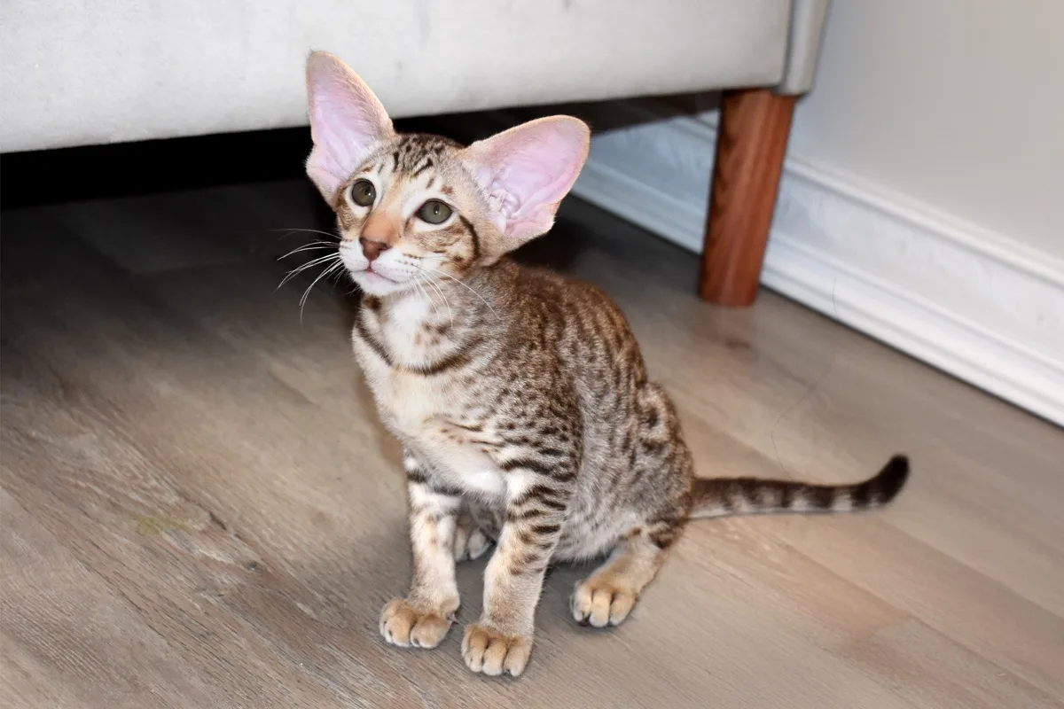 Gatto Orientale a Pelo Corto con orecchie vistose e sguardo verde brillante