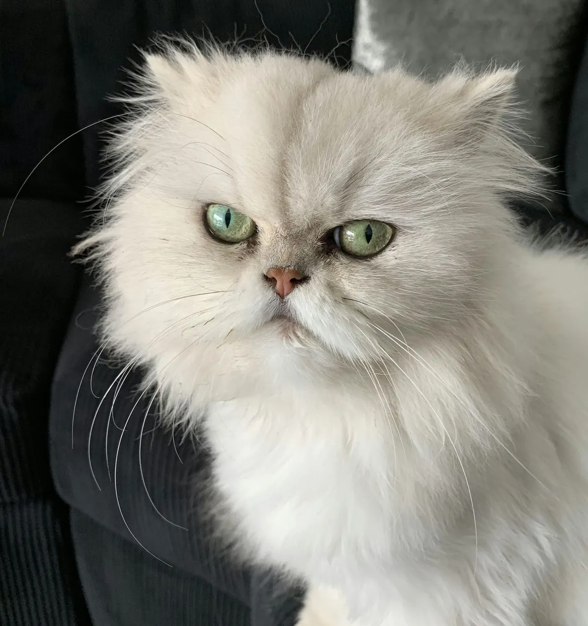 Gato persa blanco de cara plana y pelo largo sentado en un sofá