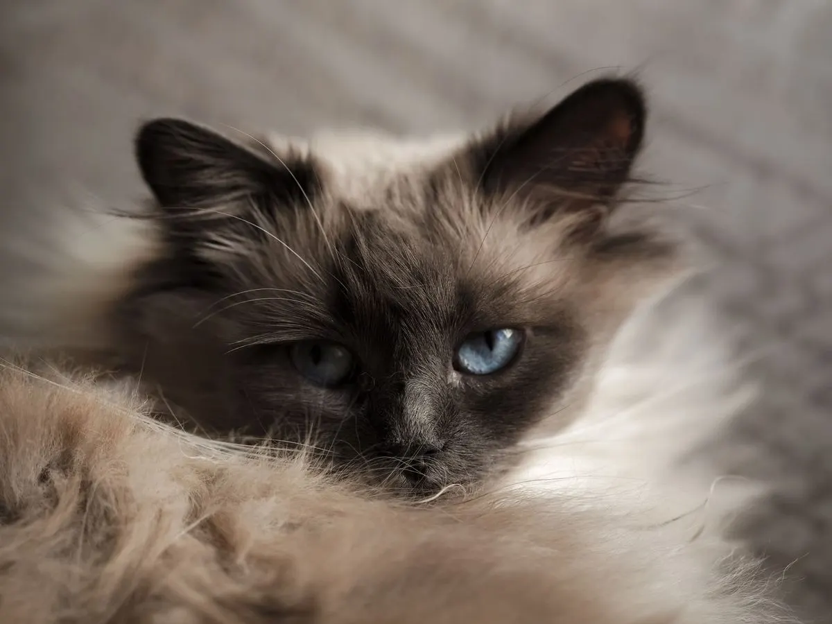 Primer plano de gato himalayo con mascara oscura y ojos azules