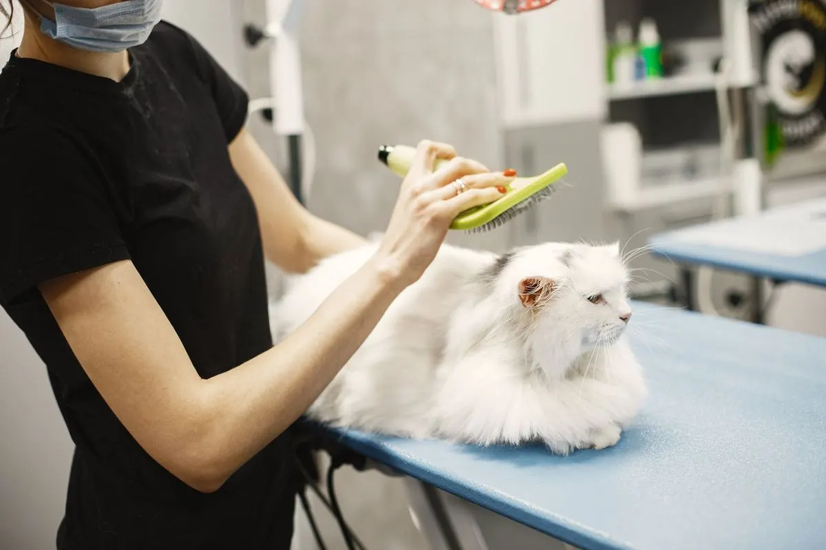 Persona cepilla el pelo largo de un gato blanco con un cepillo sobre mesa azul