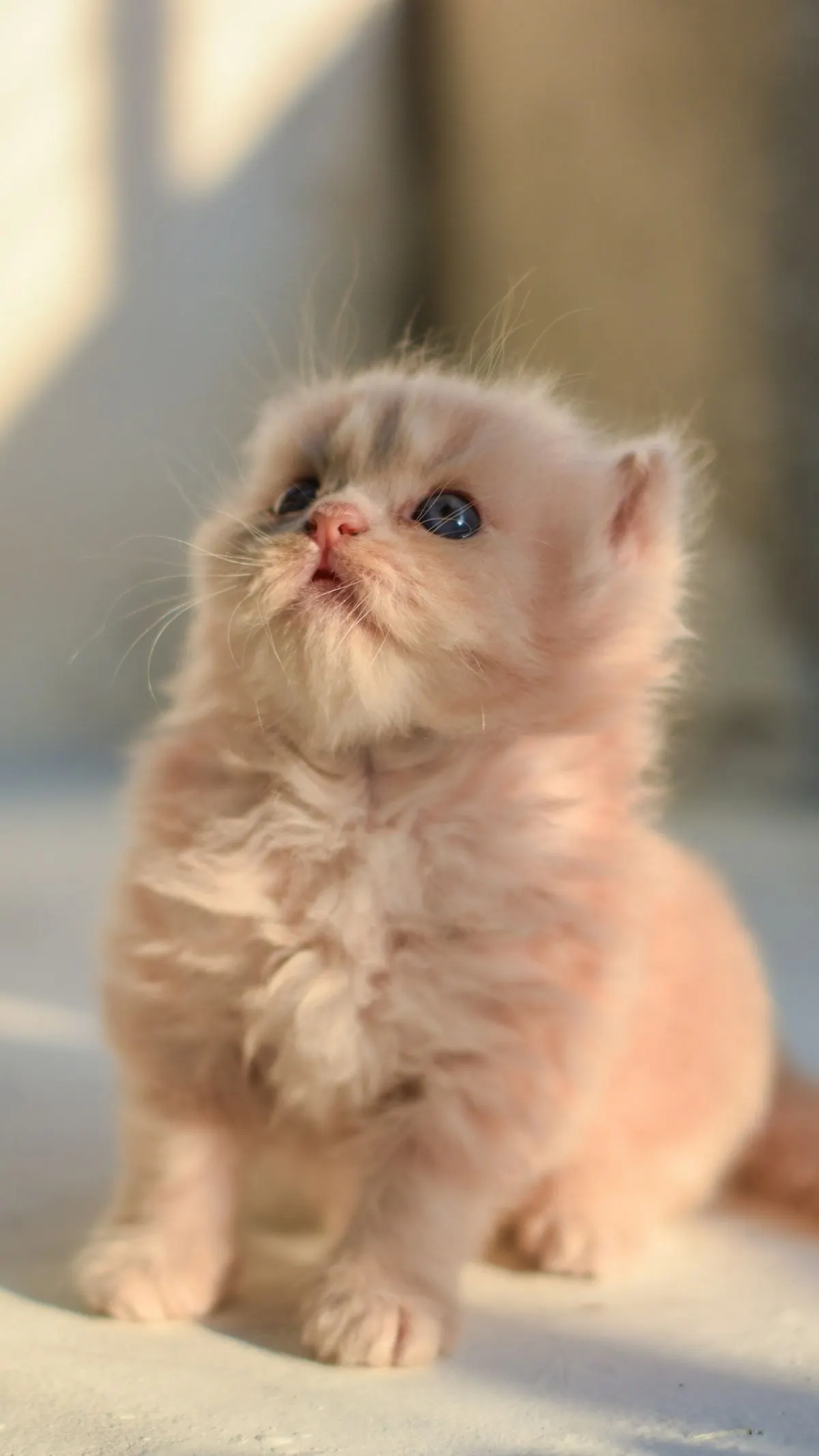 Gatito persa crema de ojos azules sentado en el suelo claro