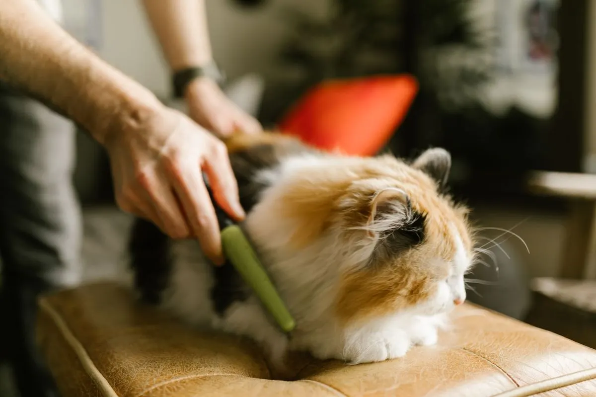 Hands comb the long fur of a calico cat with a brush