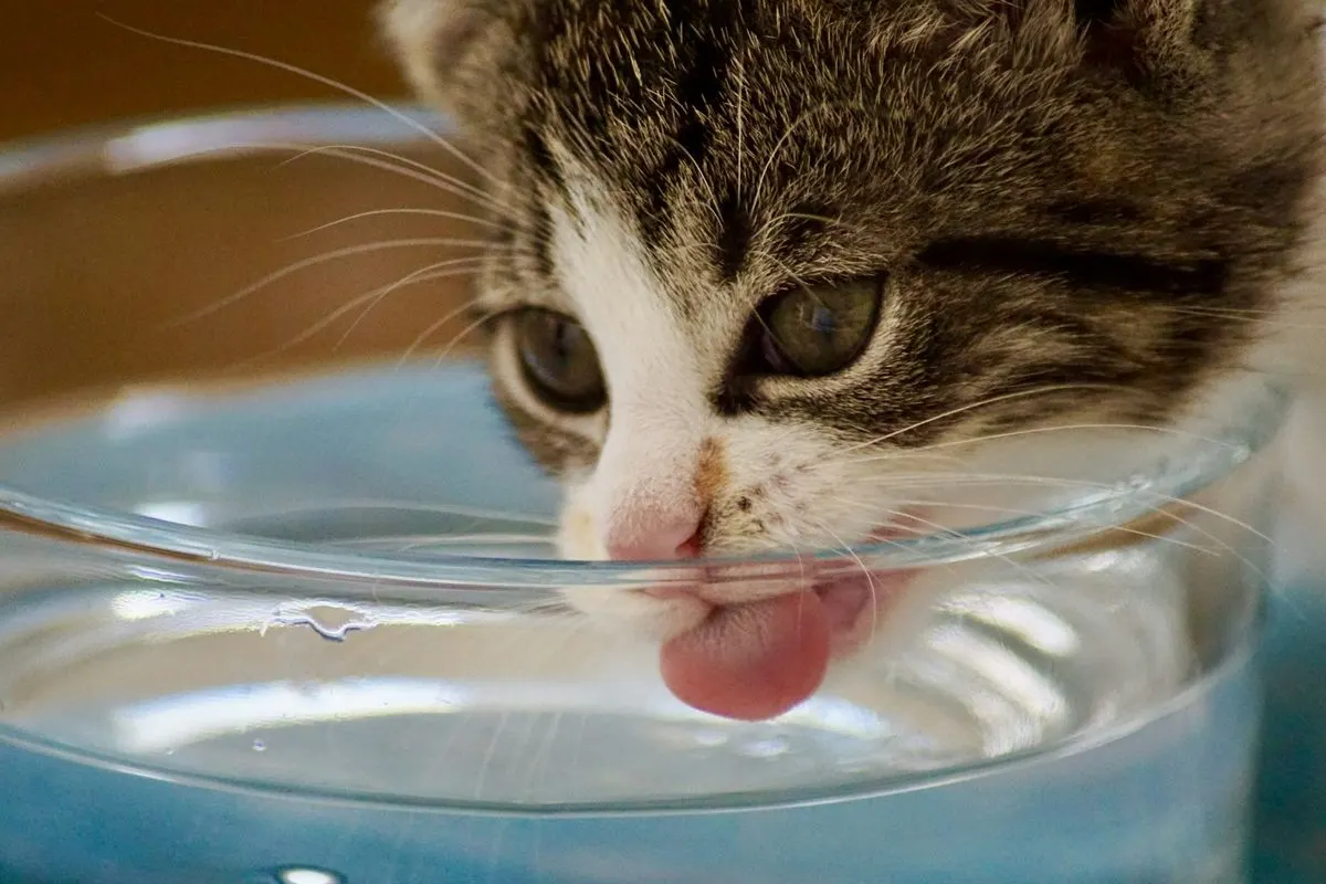 Tabby kitten drinks water from a clear glass bowl