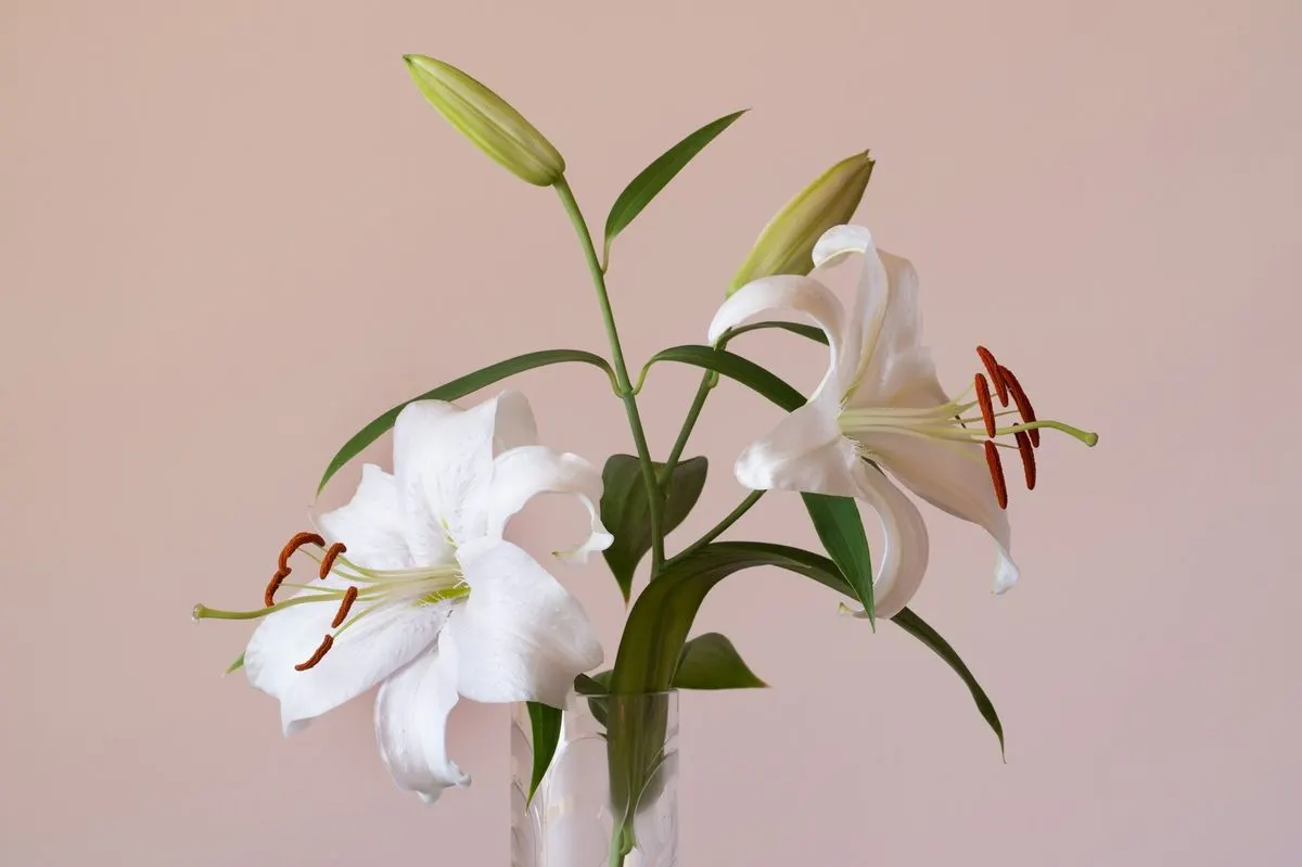 Bouquet of white lilies in a clear glass vase