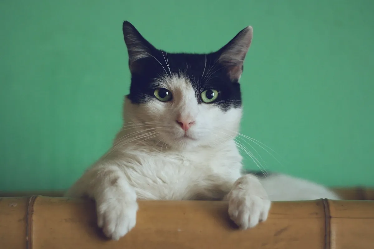 Eosinophiler Granulomkomplex bei Katzen
