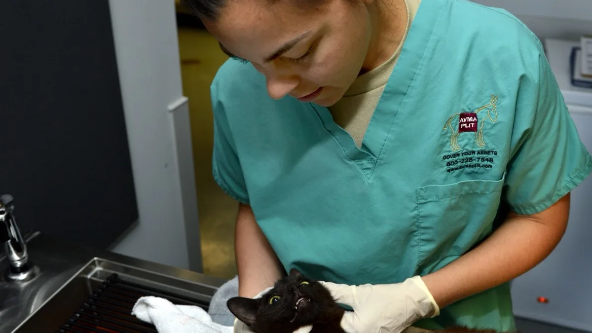 Domestic cat receiving veterinary auscultation and emergency clinical exam for severe anemia and weakness