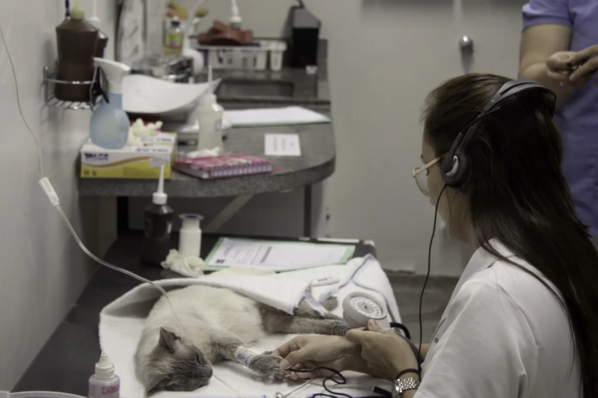 Chat pris en charge en urgence vétérinaire après ingestion accidentelle de paracétamol