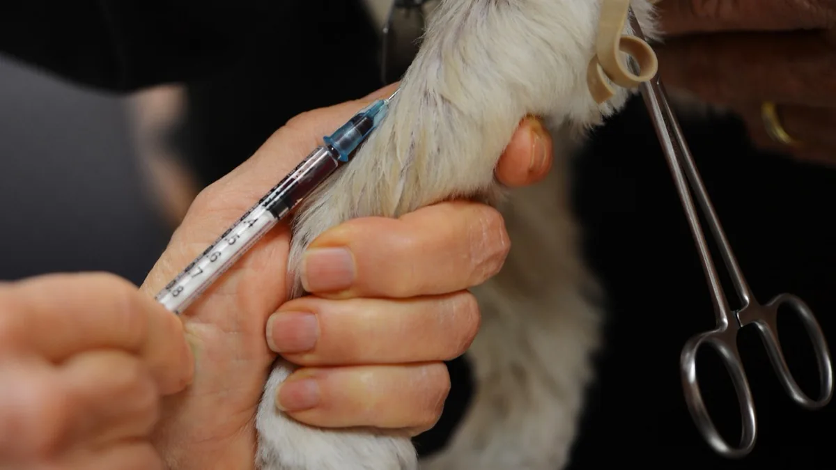 Katze auf dem Behandlungstisch einer Tierklinik bei der Notfallstabilisierung nach toxischem Schock