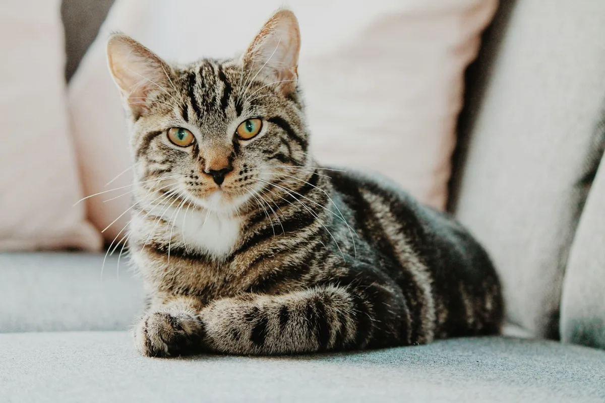 Picacismo nel Gatto