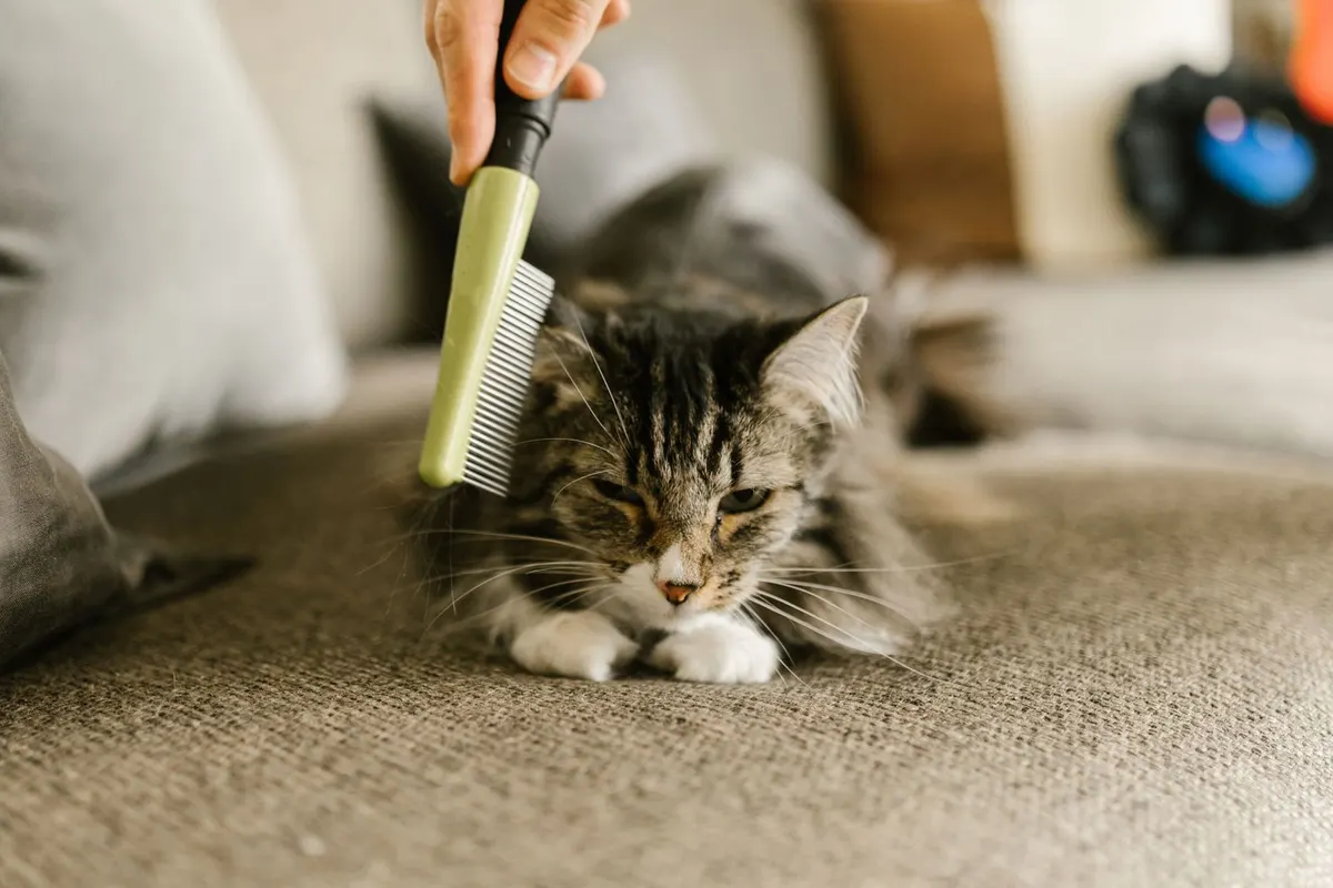 Mano peina con peine fino a un gato atigrado de pelo largo