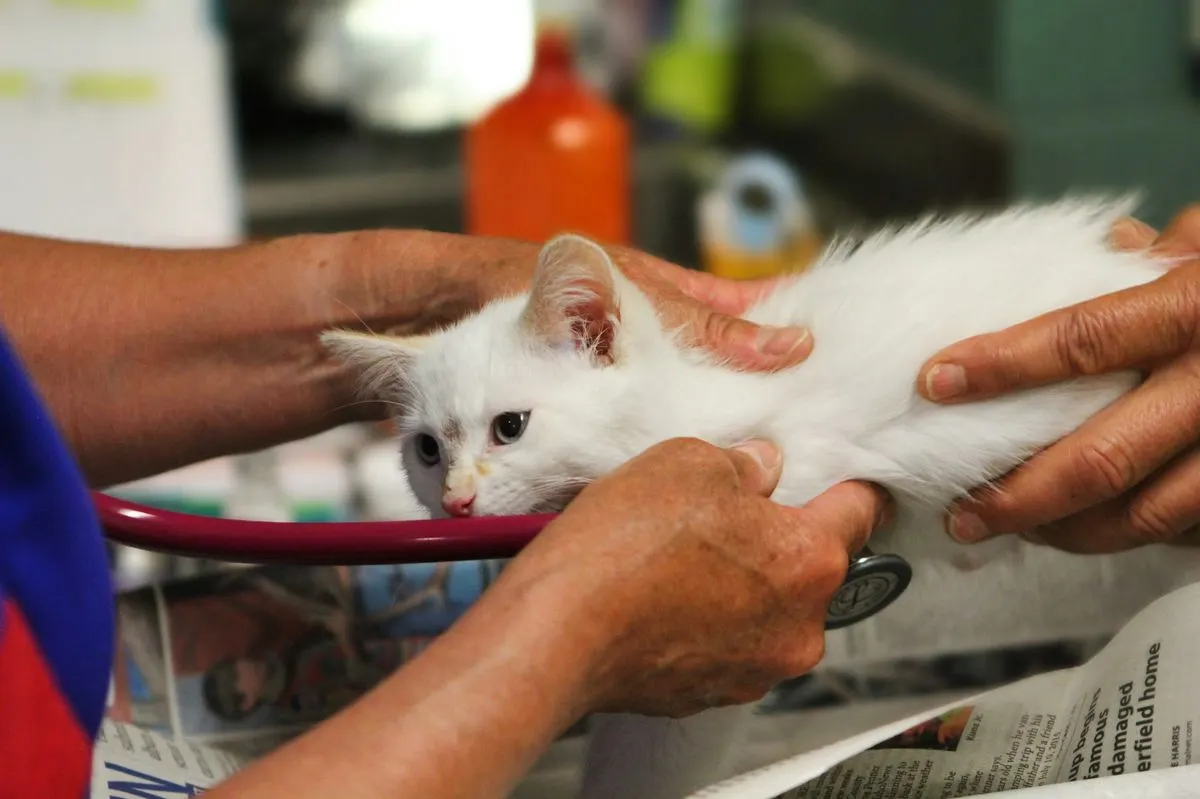 Белого котёнка осматривают стетоскопом на приёме у ветеринара