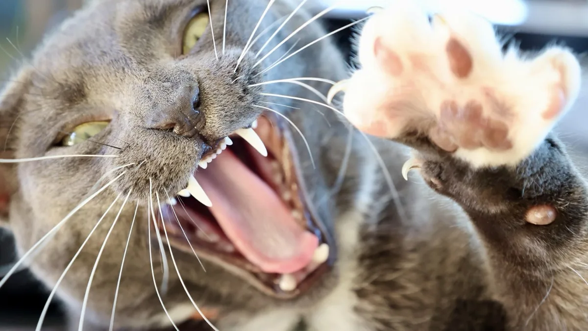 Gähnende Katze zeigt ihr Gebiss bei einer zahnmedizinischen Untersuchung in der Tierklinik