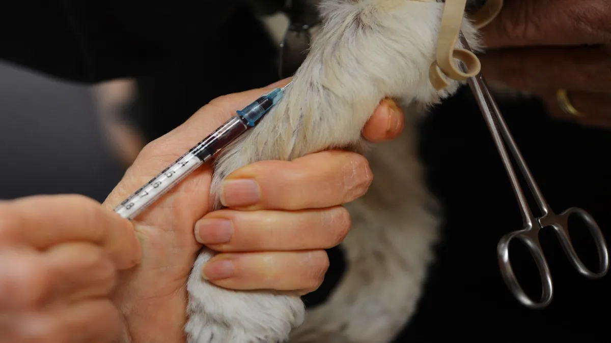 Tierarzt führt einen Notfall-Ultraschall des Abdomens bei einer schwerkranken Katze durch