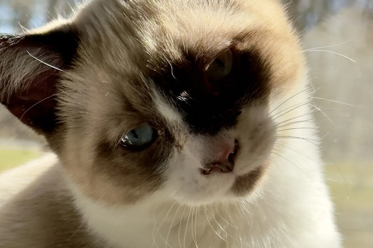 Katze mit Kopfschiefhaltung bei der tierärztlichen Untersuchung auf Vestibulärsyndrom