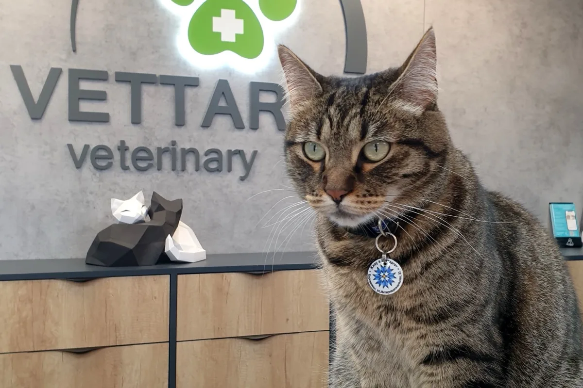 Gatto durante visita dermatologica per sospetta infezione da tigna