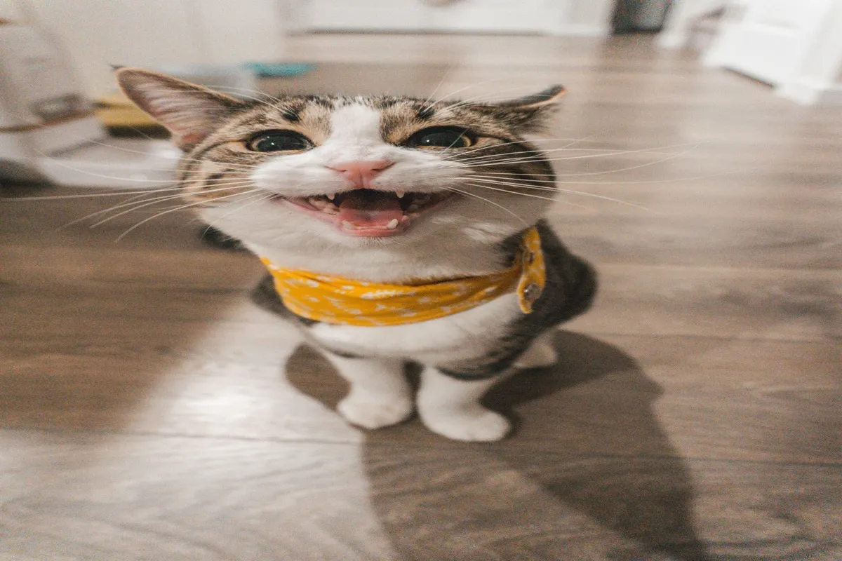 Toxoplasmosis in Cats