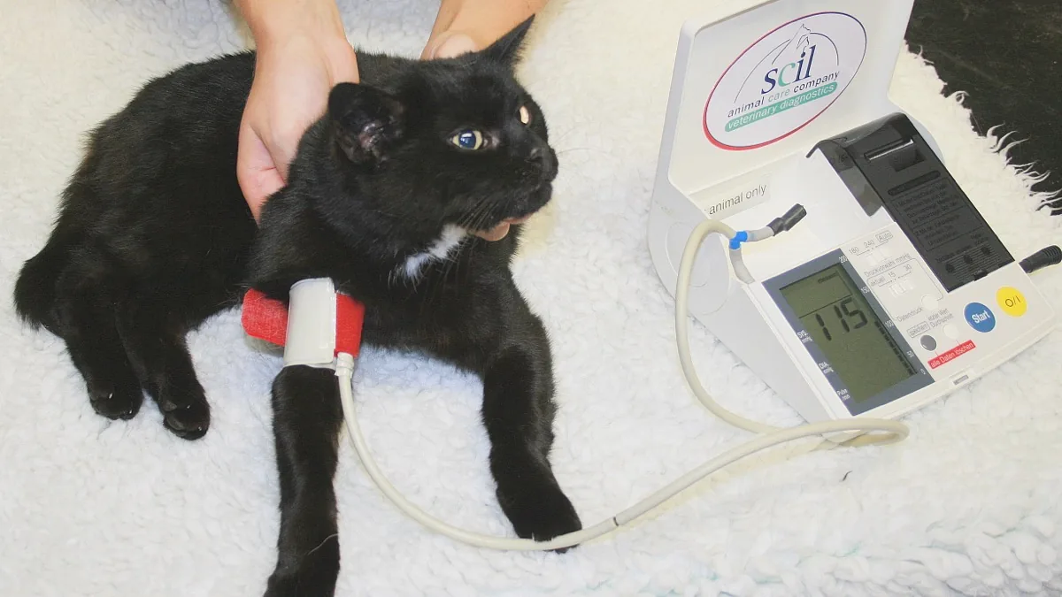 Cat undergoing gentle abdominal ultrasound evaluation and veterinary health monitoring in clinic